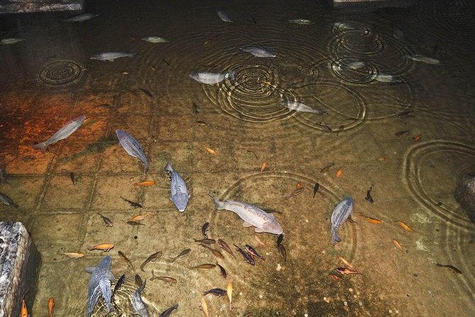 Basilica Cistern Skip the Line Ticket - Your self-guided audio guide: best practices in the dark