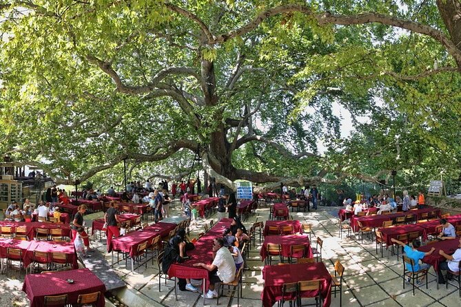 Daily Bursa Uludag Mountain & Cable Car Tour with Lunch from Istanbul - The Inkaya plane tree: a nature pause with real scale