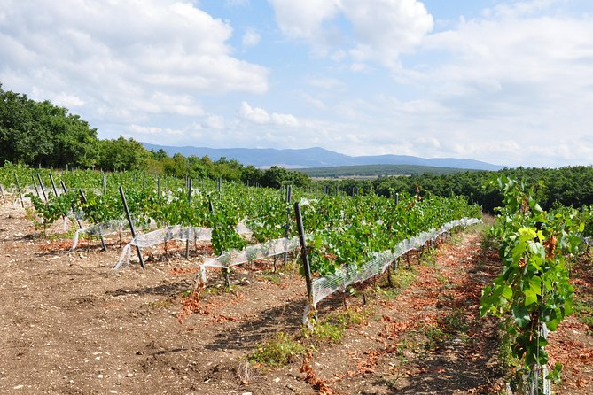 Full-Day Wine Tour from Istanbul - Price, Group Size, and Value Versus Doing Istanbul on Your Own