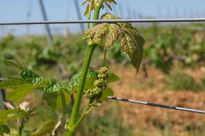 Full-Day Wine Tour from Istanbul - Who This Tour Suits Best (and Who Might Want Another Option)
