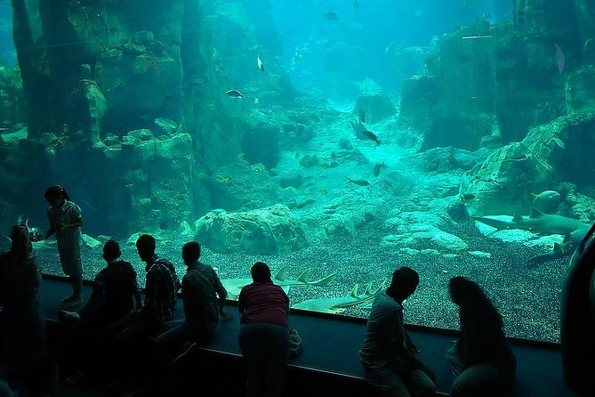 Istanbul Aquarium and Aqua Florya Independent Shopping Trip - The 5D Cinema Add-On: Worth It or Skip?