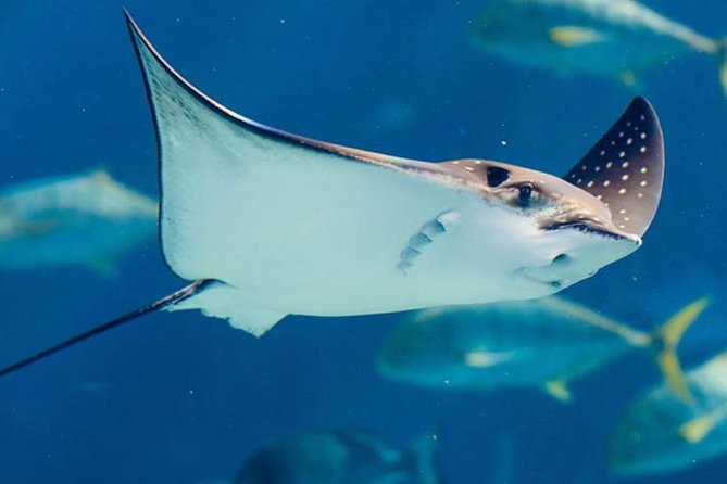 Istanbul Aquarium and Aqua Florya Independent Shopping Trip - Aqua Florya Free Time: How to Use the Mall Without Getting Lost