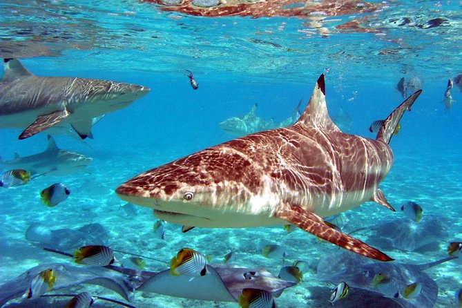 Istanbul Aquarium and Aqua Florya Independent Shopping Trip - Price and Value at $300.06: What You’re Paying For