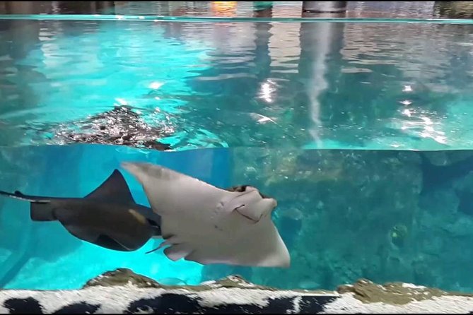 Istanbul Aquarium and Aqua Florya Independent Shopping Trip - Overhead Tunnels and Predator Zones: What to Look for First