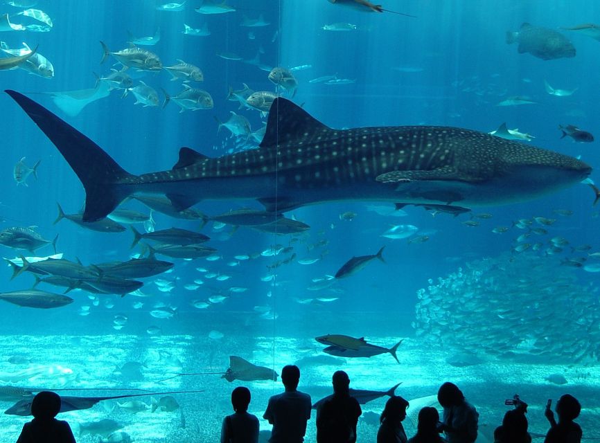 Istanbul Aquarium and Aqua Florya Shopping Mall Tour - Aqua Florya Pickup and How the 5-Hour Rhythm Works