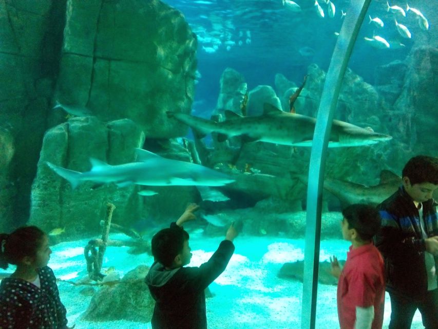 Istanbul Aquarium and Aqua Florya Shopping Mall Tour - Mirror Labyrinth and Rainforest Quest: Interactive Breaks You’ll Actually Remember