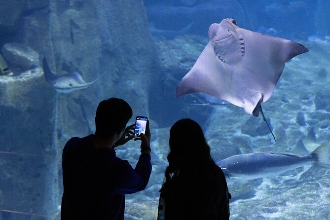Istanbul Aquarium and Shopping Tour with Hotel Transfers - Should You Book This Istanbul Aquarium and Shopping Tour?
