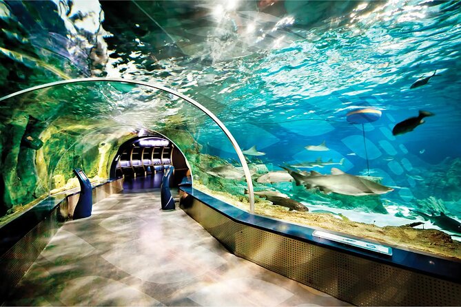 Istanbul Aquarium and Shopping Tour with Hotel Transfers - VR, Reptiles, Snakes, and Frogs: Why This Feels More Than Standard Tank Time