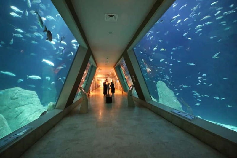 Istanbul: Aquarium Ticket and Round Trip Shuttle from Taksim - Why this aquarium shuttle-and-ticket pairing works