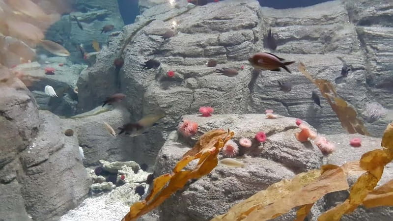 Istanbul: Aquarium Ticket and Round Trip Shuttle from Taksim - Skip-the-line entrance: how to make the first hour count