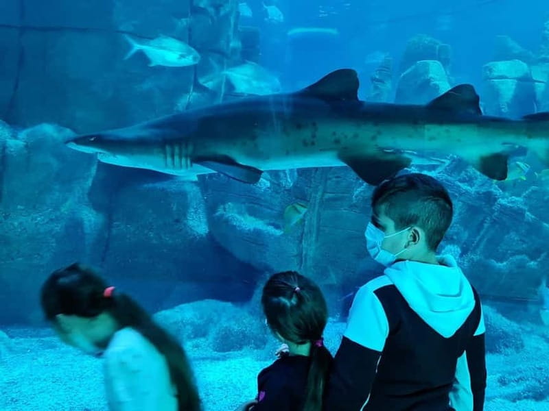 Istanbul: Aquarium Ticket with Shuttle Bus from Sultanahmet - Should you book the Sultanahmet Aquarium ticket with shuttle?