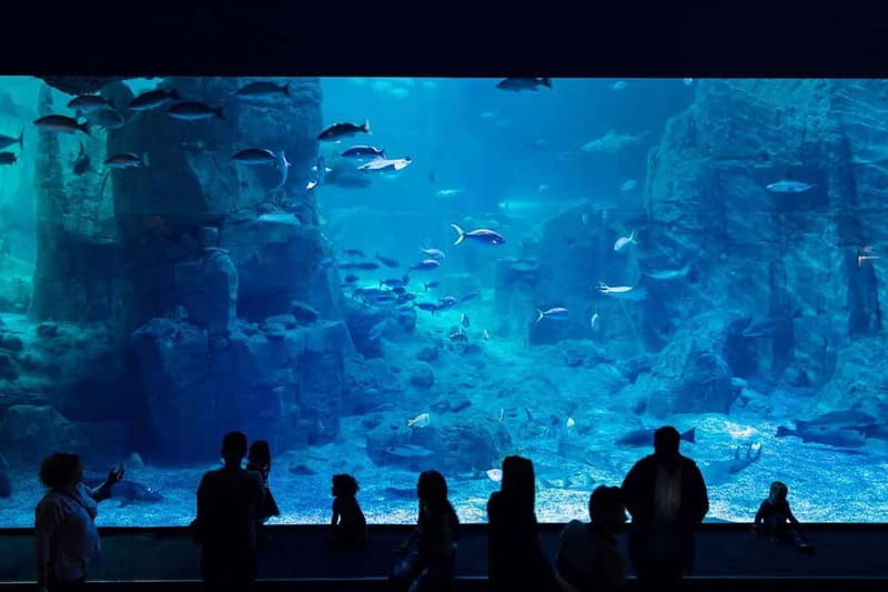 Istanbul: Aquarium Ticket with Shuttle Bus from Sultanahmet - How the Sultanahmet shuttle makes the aquarium simple
