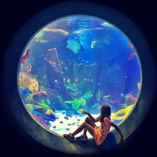 Istanbul: Aquarium Ticket with Shuttle Bus from Sultanahmet - The aquarium experience isn’t just tanks: mall views, food, and space to reset