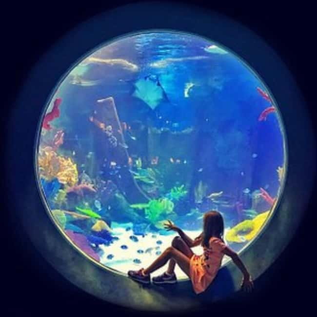 Istanbul: Aquarium Ticket with Shuttle Bus from Sultanahmet - Timing tips: how long to plan in the aquarium