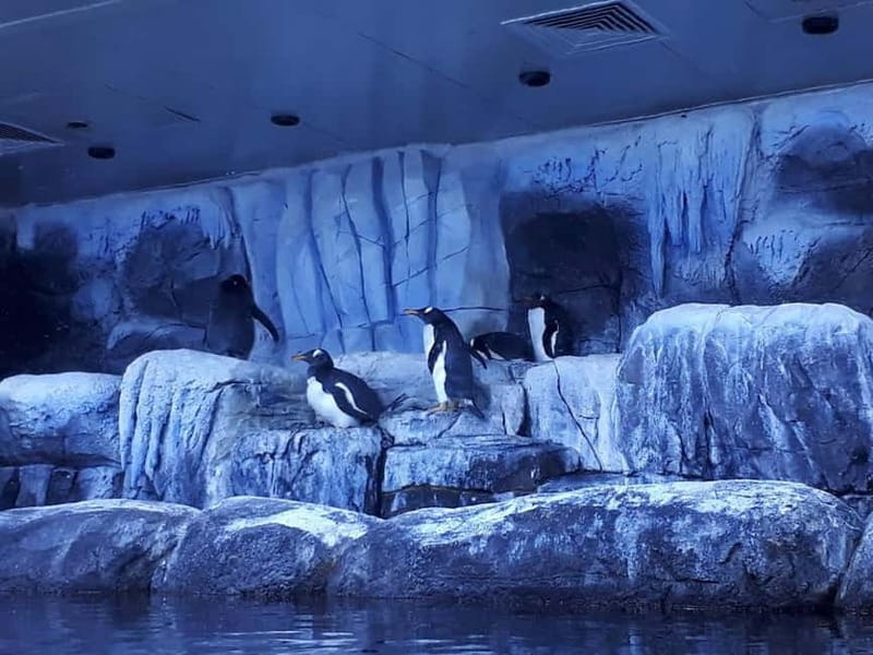 Istanbul: Aquarium Ticket with Shuttle Bus from Sultanahmet - Price and logistics: does $31 feel fair?