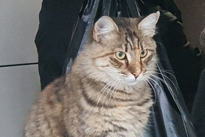 Istanbul famous sight Skip-the-Line Private Tour with LocalExpert - Hagia Sophia: seeing more than a famous dome