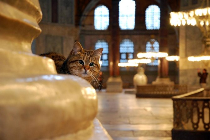Istanbul Highlights: Half Day Morning Tour - Meeting at Hagia Sophia and how pickup fits into your morning