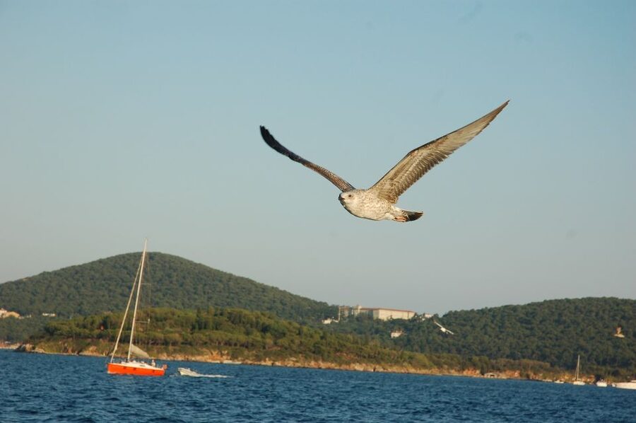 Istanbul: Princes' Islands Cruise w/Music, Lunch & Transfer - FAQ