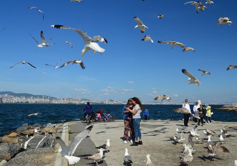 Istanbul: Round-Trip Ferry Tickets to the Princes' Islands - Price and value: is $11 really a win