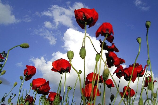 Private Gallipoli Full-Day Trip from Istanbul - Kabatepe Warm Museum to Chunuk Bair: learning the terrain of the fight
