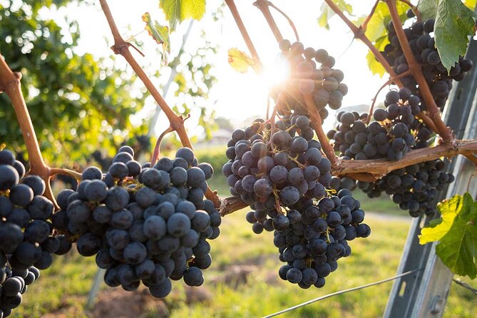 VIP Full Day Wineries Tour from Istanbul - Your VIP team: Goda, Andrea, and the value of attention